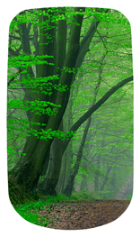 DAROYAL-128-Forest Serenity Forest Path